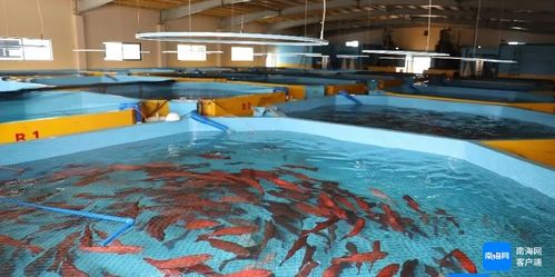 海南全省產(chǎn)業(yè)園區(qū)國慶期間搶抓生產(chǎn)建設(shè)忙鳳凰網(wǎng)海南 鳳凰網(wǎng)